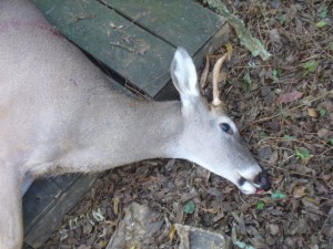 My Spike Buck