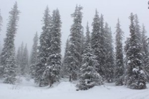 Snowy Trees